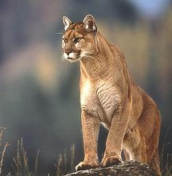 big cats puma