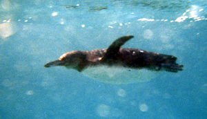 Galapagos Penguin.  Photo by Gina Nichol. 