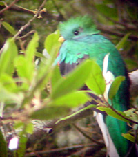 Resplendant Quetzal - Costa Rica 2004