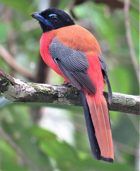 Scarlet-rumped Trogon, Borneo. Photo by Gina Nichol.