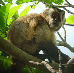 Brown Capuchin