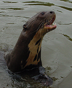 Giant Otter