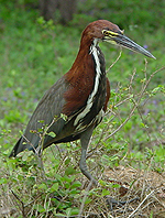 Rufescent Tiger-heron
