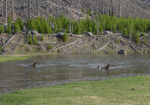 Elk_crossing_river