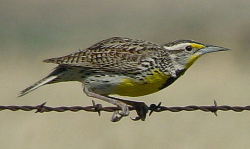 Western_Meadowlark_on_fence