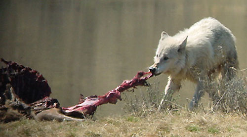 Wolf_Pulling_Carcass