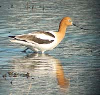 American Avocet photo by Gina Nichol.