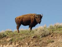 Bison