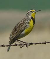 western_meadowlark