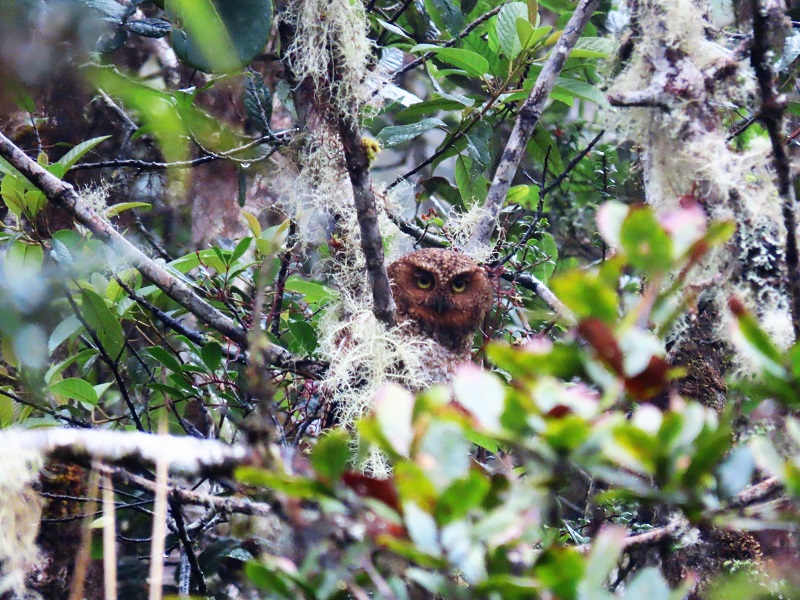 Bare-shanked Screech-Owl. Photo © Gina Nichol.