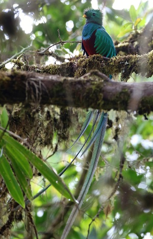 Resplendent Quetzal by Steve Bird