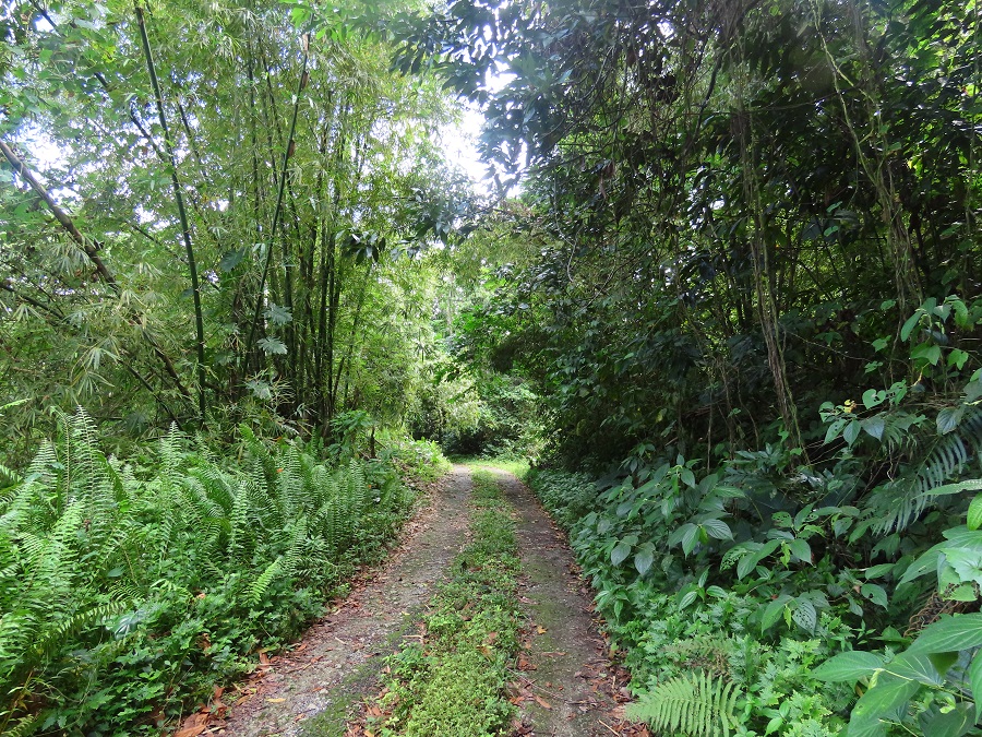 Birding road, somewhere in Jamaica. Photo © Gina Nichol.