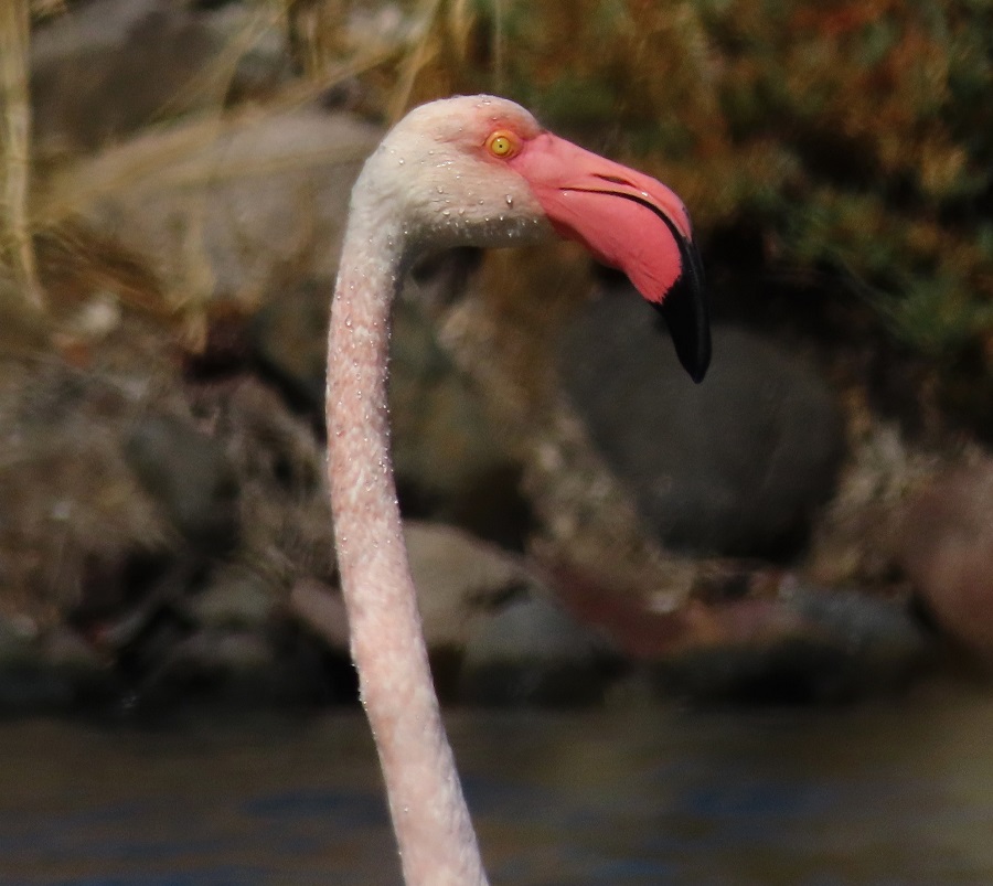 Greater Flamingo, Lesvos, Greece. Photo © Gina Nichol. 