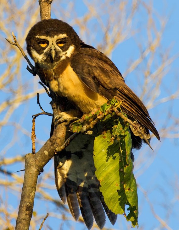 Spectacled Owl. Photo © Dan Berard. 