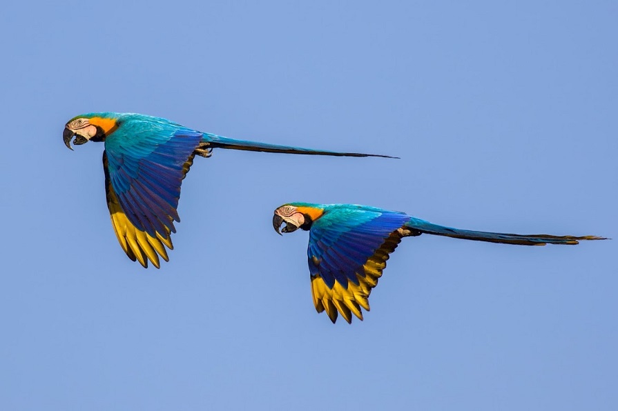 Blue-and-yellow Macaws. Photo © Dan Berard.