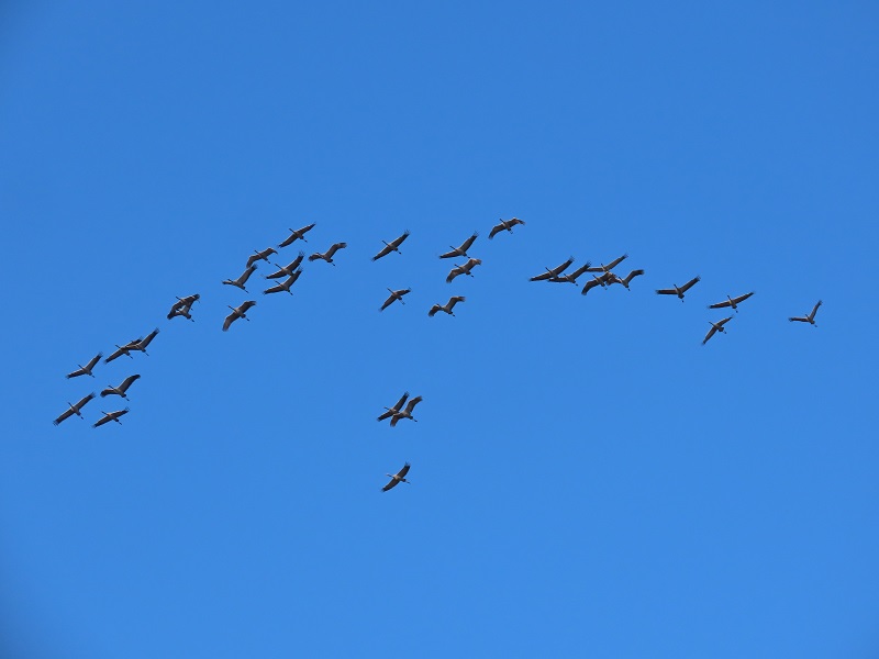 Common Cranes. Photo © Gina Nichol. 