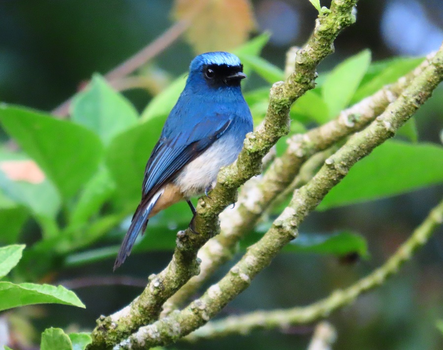 Indigo Flycatcher. Photo © Gina Nichol.