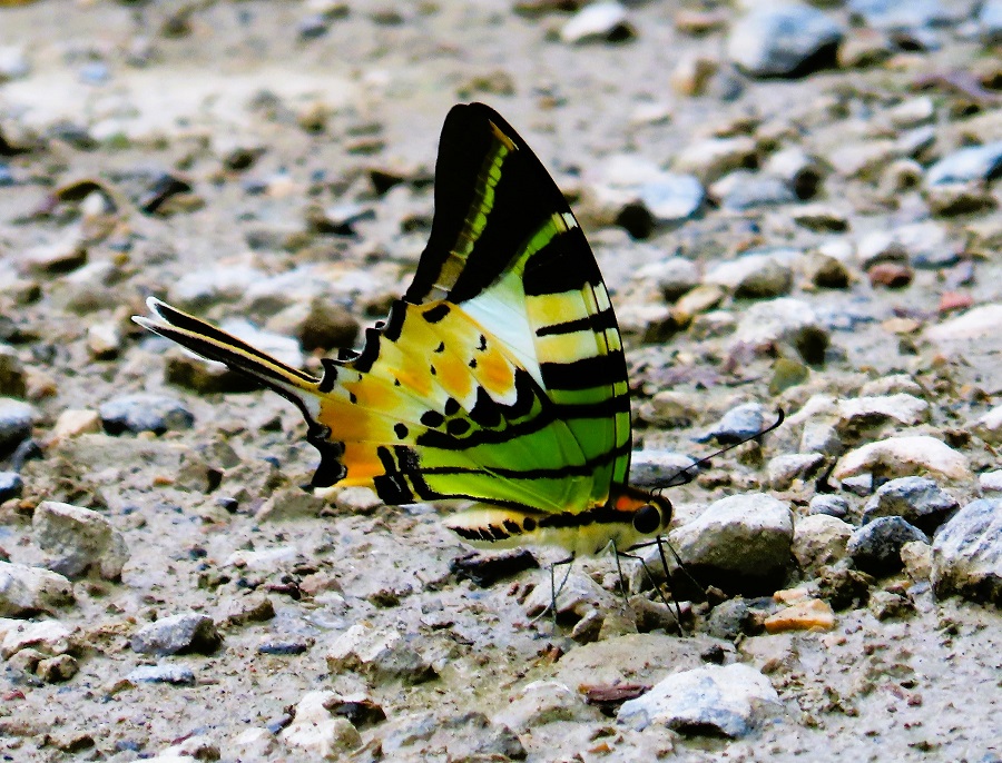 Butterfly. Photo © Gina Nichol.