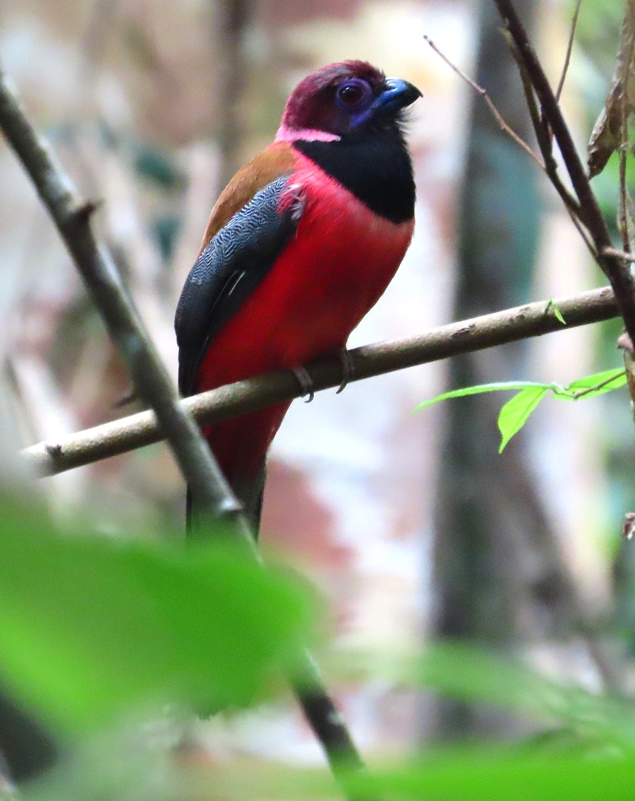 Diard's Trogon. Photo © Gina Nichol.