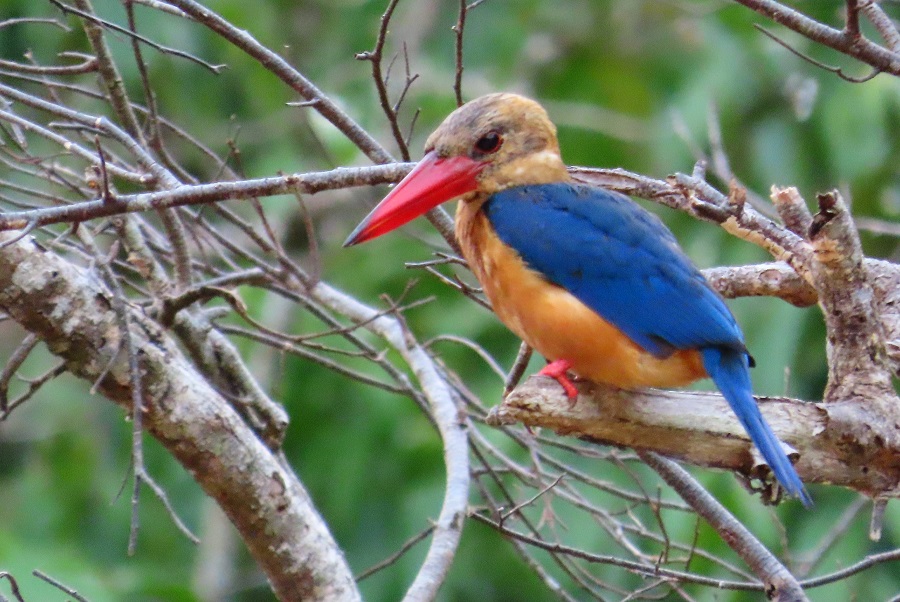 Stork-billed Kingfisher. Photo © Gina Nichol.