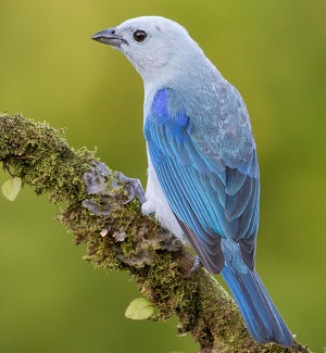 Blue Gray Tanager 