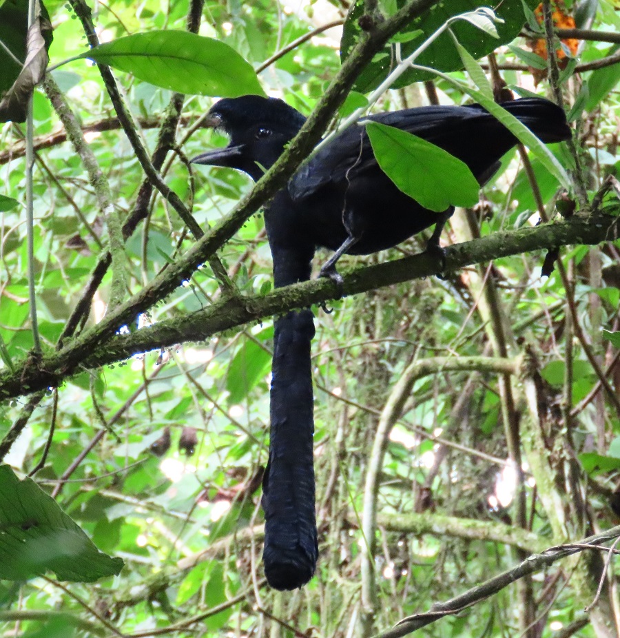 Long-wattled Umbrellabird. Photo © Gina Nichol. 