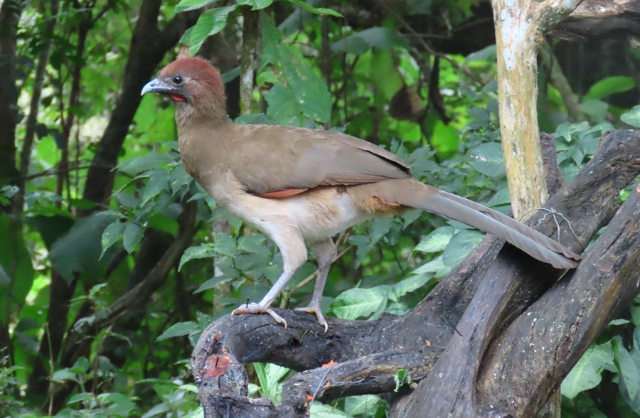 Rufous-headed Chachalaca © Gina Nichol