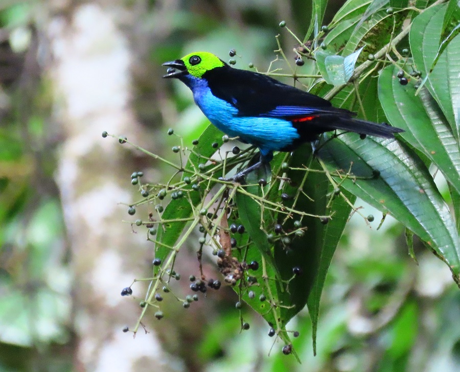 Paradise Tanager © Gina Nichol