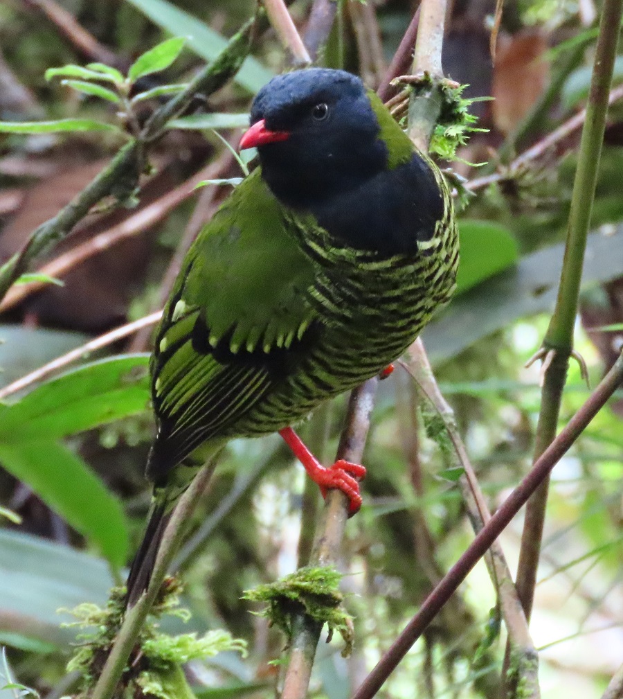 Barred Fruiteater. Photo © Gina Nichol.