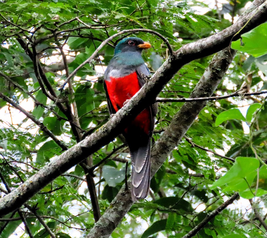 Ecuadorian Trogon. Photo © Gina Nichol.