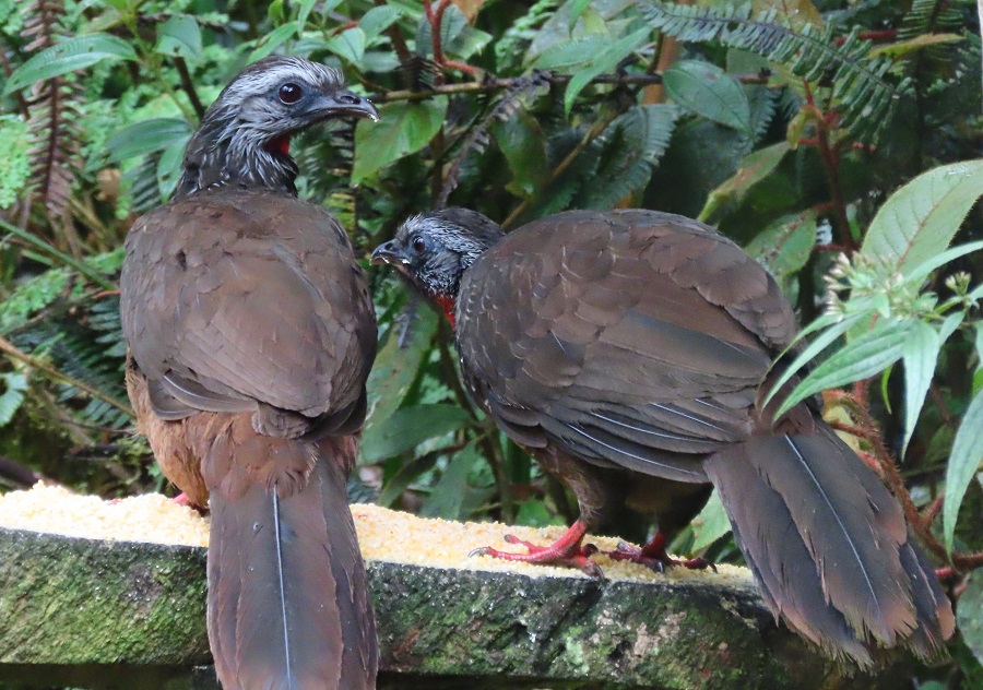 Bearded Guans. Photo © Gina Nichol.