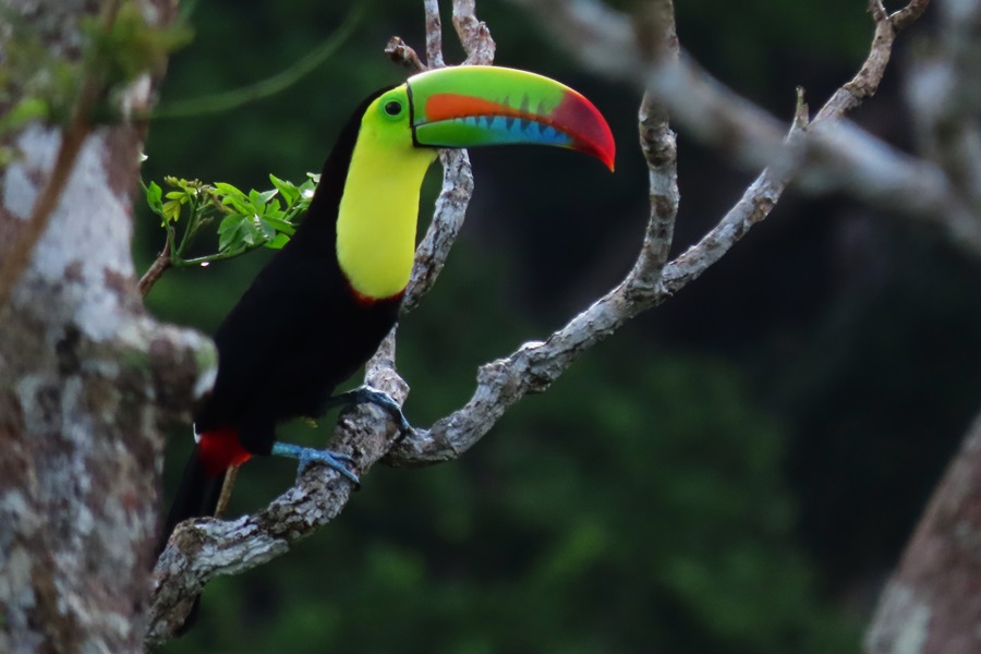 Keel-billed Toucan from the Canopy Tower. Photo © Gina Nichol.