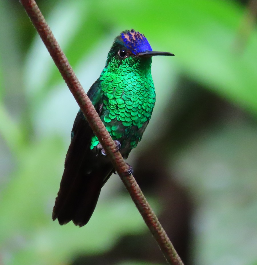 Violet-capped Hummingbird, Harrison's feeders. Photo © Gina Nichol.
