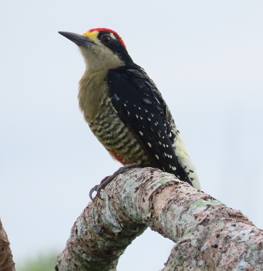Black-cheeked Woodpecker. Photo © Gina Nichol.