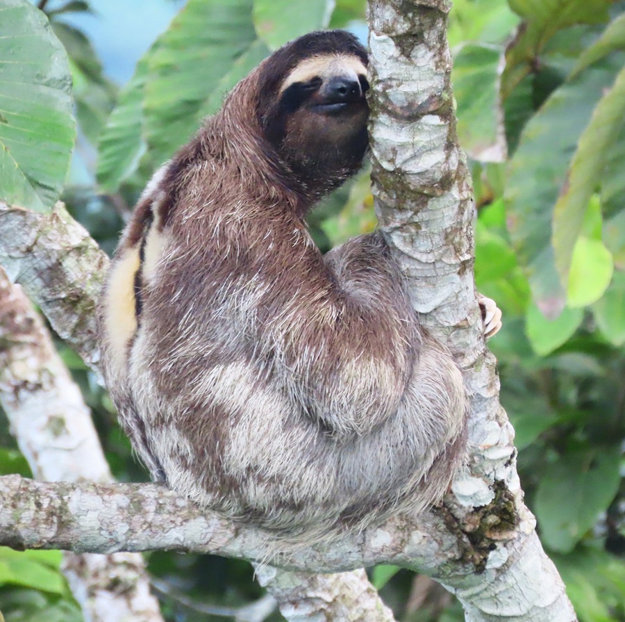 A charming Brown-throated Three-toed Sloth from the observation deck © Gina Nichol