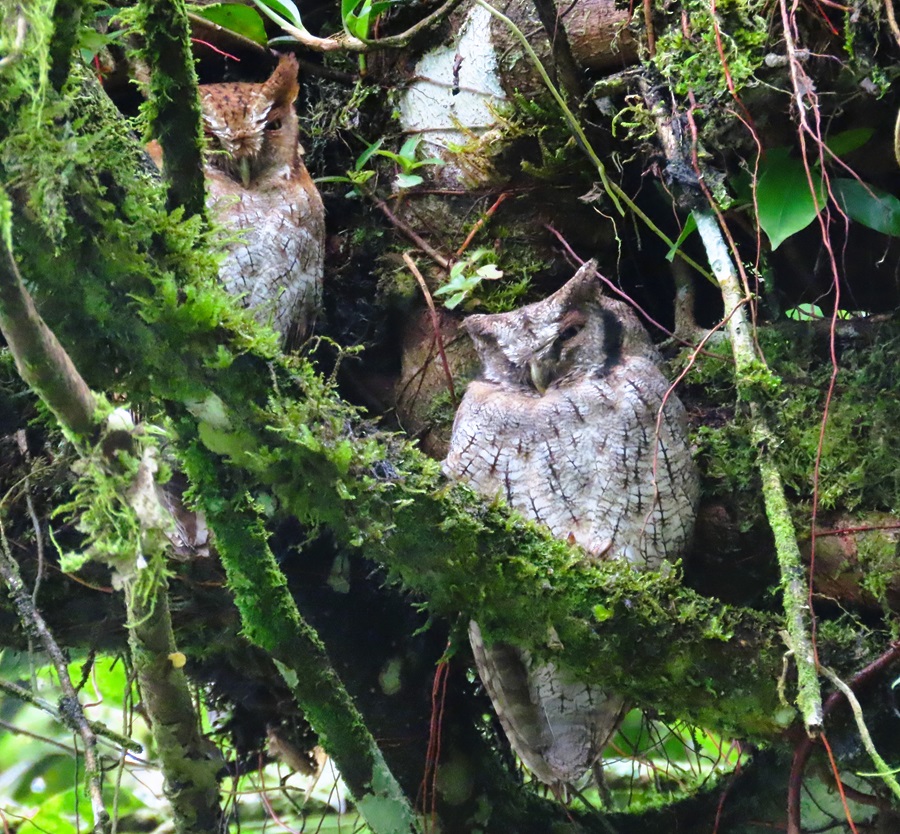 Tropical Screech-owls including a rare red morph © Gina Nichol
