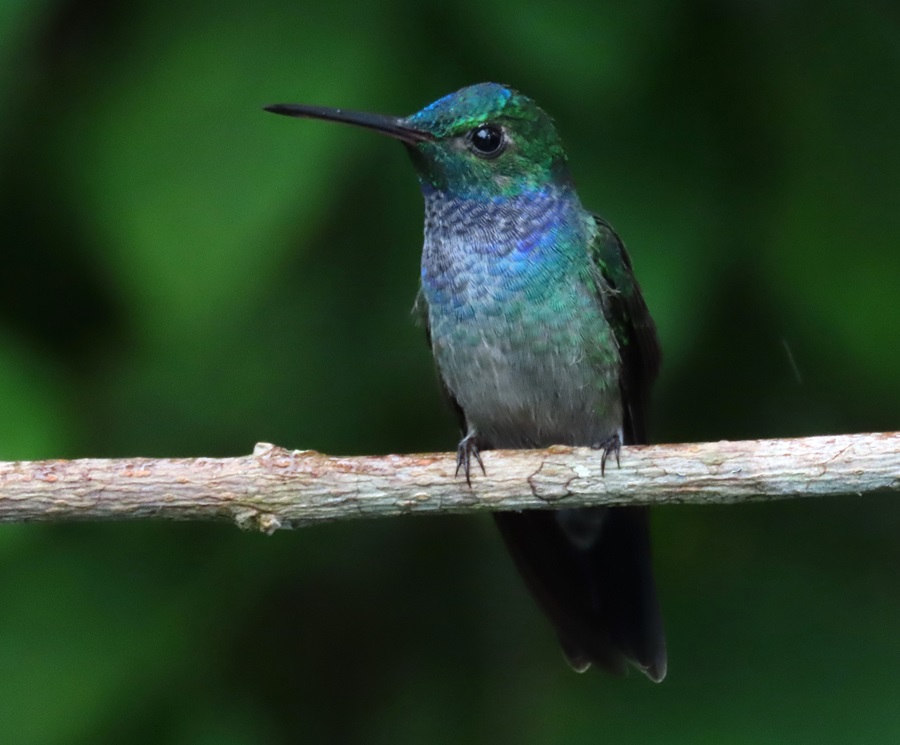 Blue-chested Hummingbird. Photo © Gina Nichol.
