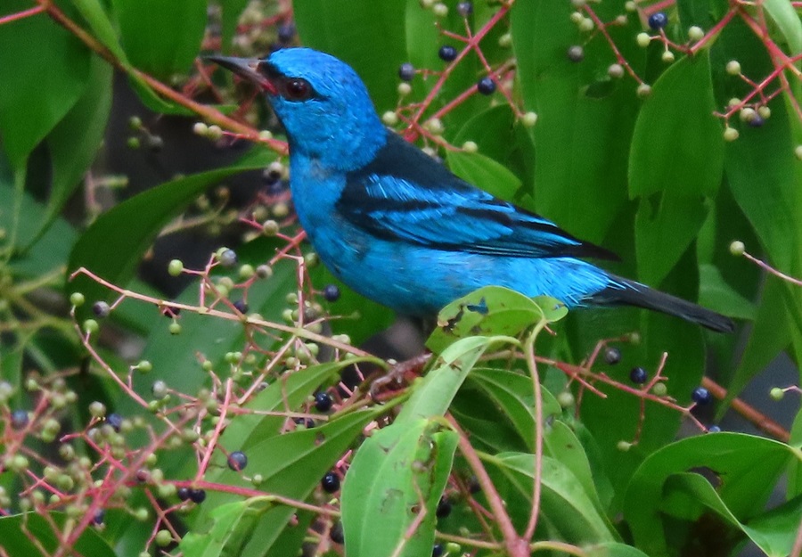 Blue Dacnis feeding in the parking area of the Canopy Tower, Panama © Gina Nichol