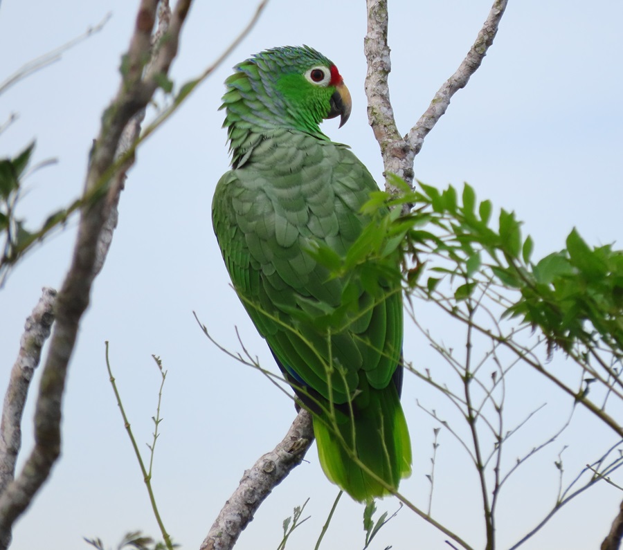 Red-lored Parrot © Gina Nichol