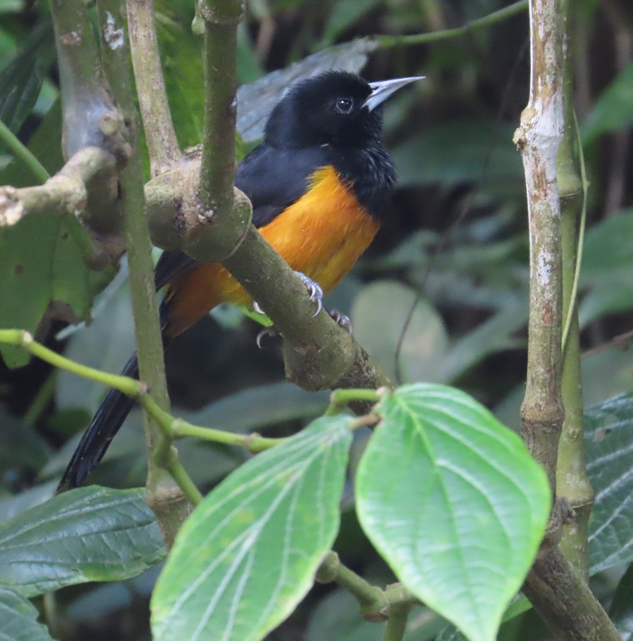 Montserrat Oriole. Photo © Gina Nichol.