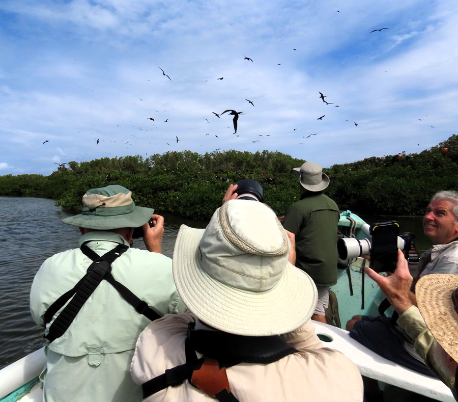 Visiting the Magnificent Frigatebird colony on Barbuda © Gina Nichol