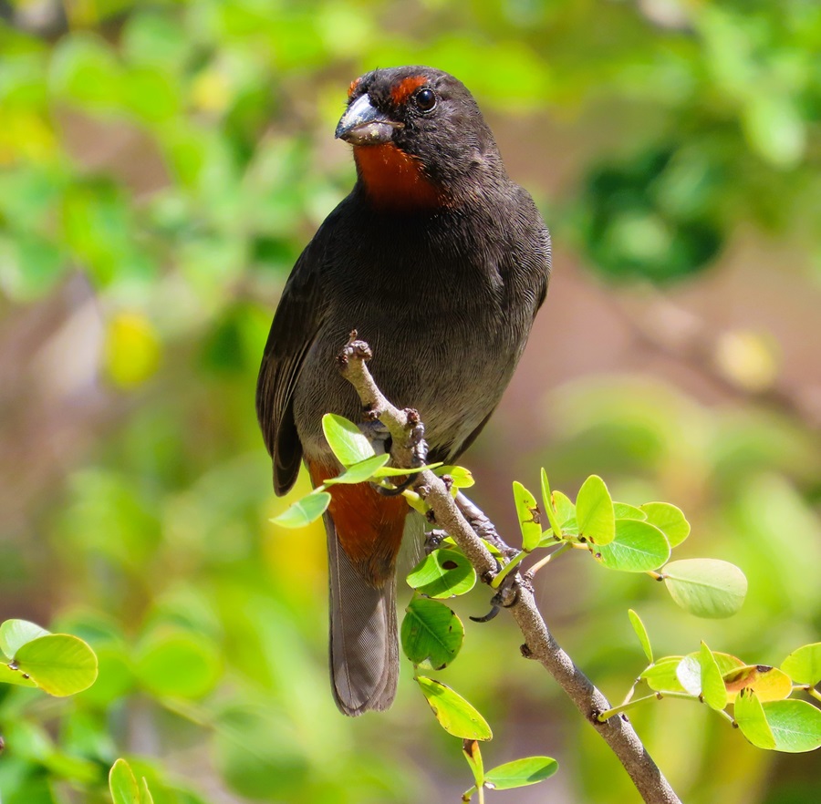 Barbuda Bullfinch © Gina Nichol