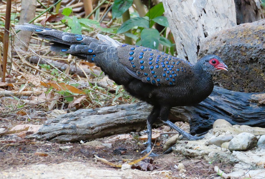 Germain's Peacock-pheasant. Photo © Gina Nichol. 