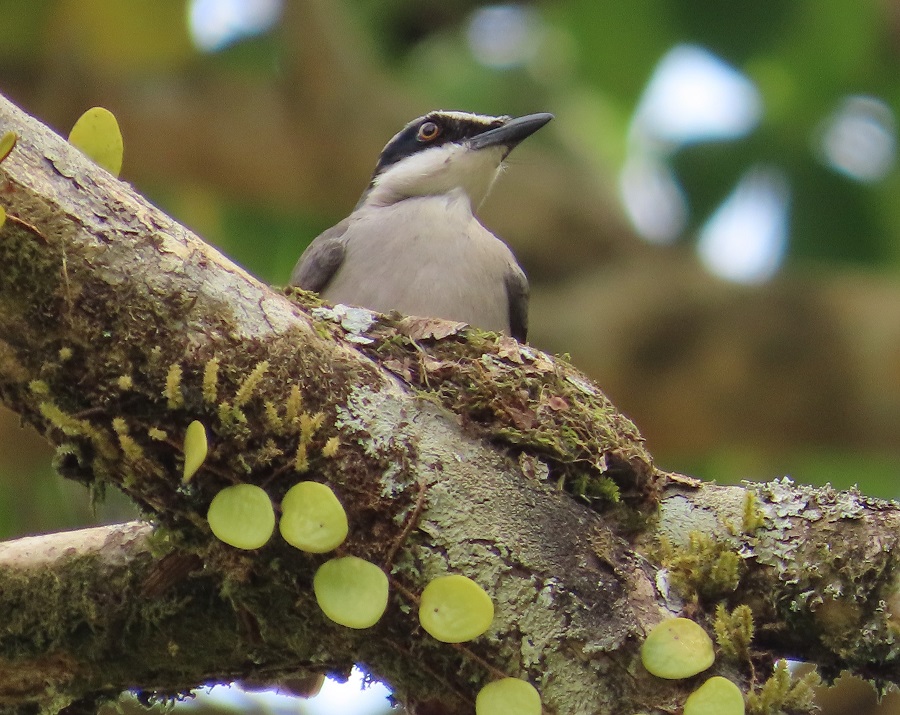 Large Woodshrike on a nest. Photo © Gina Nichol.