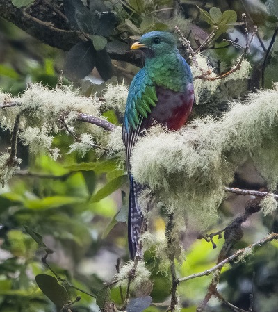 Resplendent Quetzal by Bruce Smith