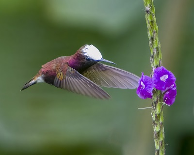 Snowcap by Bruce Smith.