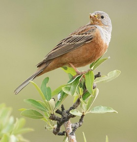 Cretschmar's Bunting. Photo © Stylianos Zannetos  