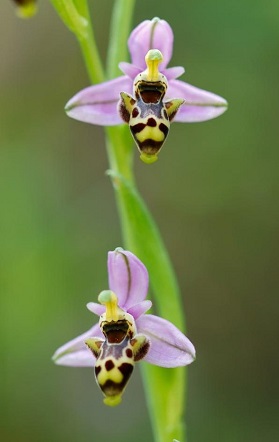 Miniature Bee Orchid. Photo © Paul Manning  