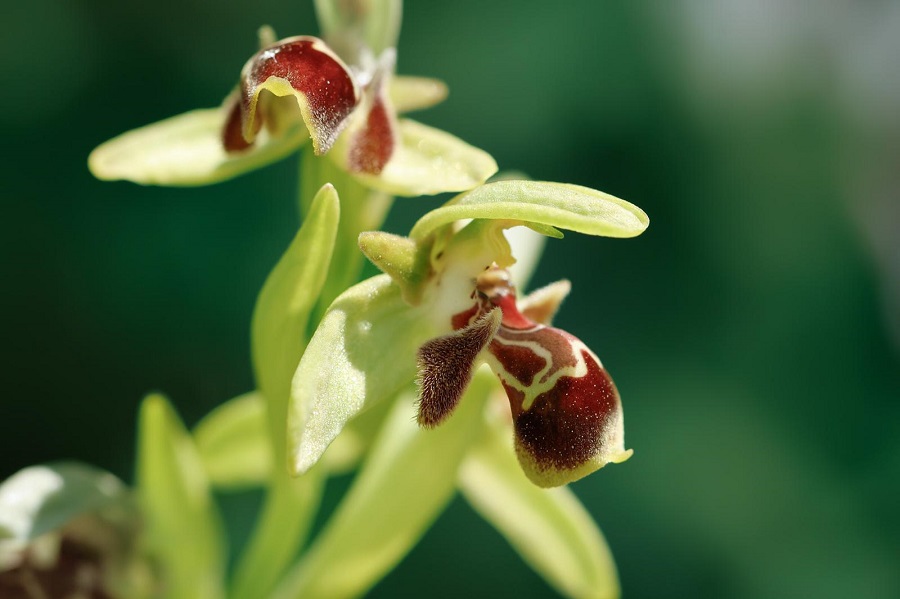 Bull-headed Orchid. Photo © Paul Manning