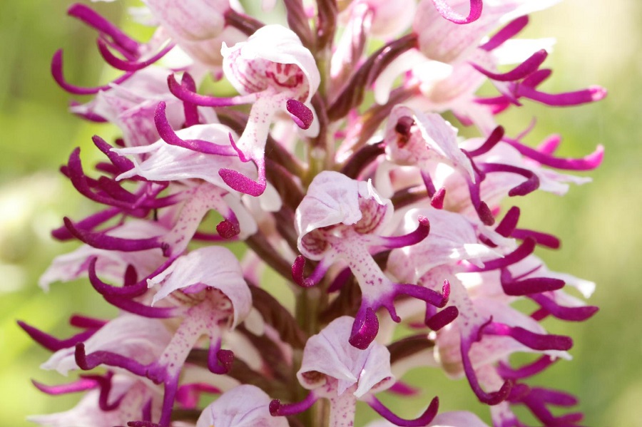 Monkey Orchid. Photo © Paul Manning